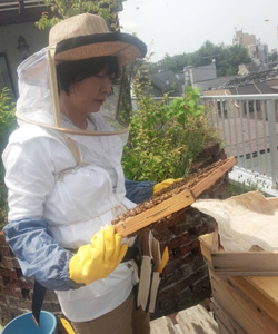 都会は農薬散布がほとんどされないので無農薬のハチミツが採れるという 都会は農薬散布がほとんどされないので無農薬のハチミツが採れるという