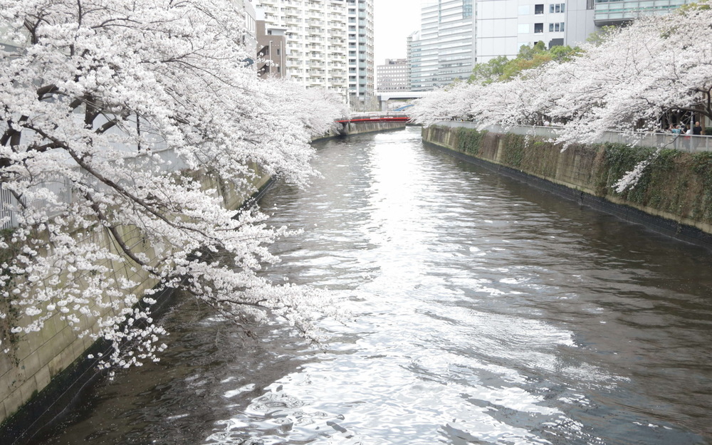 「目黒川の桜をゆっくり楽しむなら、断然、品川区」と森澤区長
